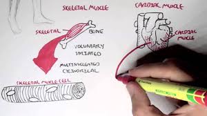 Fibers of smooth muscle group in branching bundles, which allows for cells to contract. Myology Introduction Skeletal Cardiac Smooth Muscles Youtube