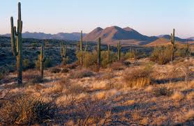 Address, phone number, arizona cactus league reviews: Mesa Az Apartments For Rent 774 Rentals Hotpads
