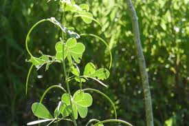 Image result for Senna obtusifolia