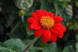 Image result for Tithonia rotundifolia