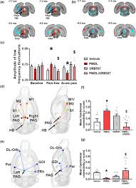 Paracetamol Is A Centrally Acting Analgesic Using Mechanisms Located In The Periaqueductal Grey Barriere 2020 British Journal Of Pharmacology Wiley Online Library