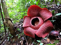 Rafflesia Arnoldii The Largest Bloom On Earth Our Breathing Planet Unusual Flowers Rare Flowers Corpse Flower