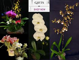 Winni provides best online cake, flowers and gifts delivery services across 600 cities in india. Orchids By Hausermann Storefront