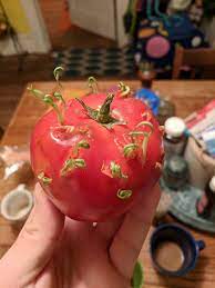 I can't notice any change.i really have pain when i urinate.this will be the third complete day. My Tomato S Seeds Have Started To Sprout From The Inside Mildlyinteresting