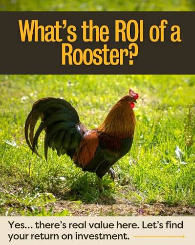 When people ask about adding a rooster to their flock, the answer goes way  beyond dollars and cents. A good rooster is your flock's built-in security  system. He keeps watch, sounds the
