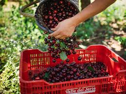 Check spelling or type a new query. Diversified Harvest Of Spanish Cherries Kolla The Fruit Company