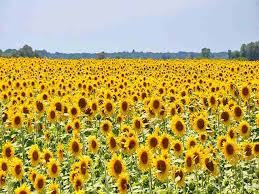 Bunga matahari atau nama latinnya helianthus annuus l. Bunga Matahari Si Pecinta Matahari Dari Amerika Yang Enak Dimakan Umum Sekali