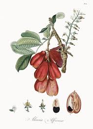 Image result for Blighia