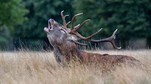 Stag Wallpaper Deer Wallpaper Animals