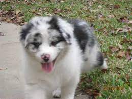 Please feel free to contact us with any questions or if you are interested in getting on our list for current or upcoming litters of puppies. Australian Shepherd Breeders Texas