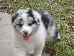 White pomeranian puppy male dob 10/12/2020 3 lbs has a chip and all vaccinations. Australian Shepherd Breeders Texas