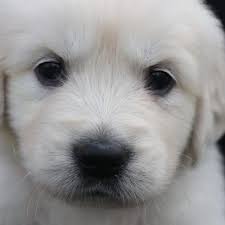 Both mum and dad are health. Golden Retriever Puppies For Sale Golden Retrievers For Sale Online Vip Puppies White Golden Retriever Puppy Retriever Puppy English Golden Retriever Puppy
