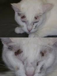Pin On Feline Hyperthyroidism