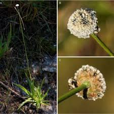 Image result for Brachychloa schiemanniana