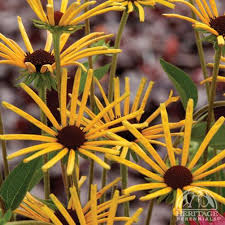 Image result for Humularia reekmansii