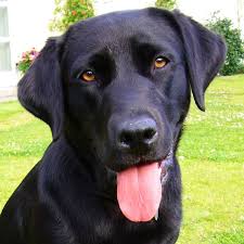 Http Dogbreedslist Org Labrador Retriever Html Labrador Retriever Dog Breeds Pictures Hayvanlar