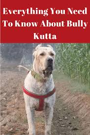 Shoks published october 19, 2020 22 views. Bully Kutta Dog Breed Information Behavior Price Facts And Care Dog Breeds Bullying Bully Dog