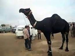 Dangerous cow qurbani on eid al adha 2019, cow qurbani 2019 at bakra eid. Citizen Sacrificed Black Camel On Eid Ul Adha Video Dailymotion