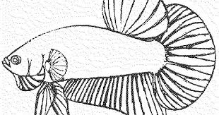 Gambar hewan laut hitam putih. Cara Gambar Ikan Di Laut Ikan Laut Dalam Deep Sea Fish Adalah Istilah Kolektif Untuk Ikan Yang Hidup Dalam Kegelapan Di Bawah Per Cara Menggambar Gambar Ikan