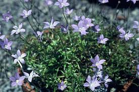 Image result for Wahlenbergia subaphylla