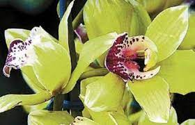 Shenzhen Nongke Orchid Top 10 Most Expensive Flowers In The World Expensive Flowers Plants Rare Flowers