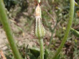 Image result for Crepis newii