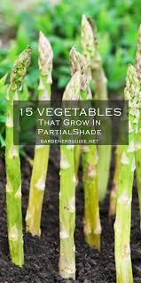 If a plant tag calls for partial shade, take care not to overwhelm the plant with sun. 15 Vegetables That Grow In Partial Shade Vegetable Gardening Tips Partial Shade Garden Shade Garden Shade Vegetable Garden