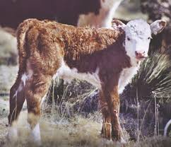 How to feed milk replacer to a calf milk replacer can be fed in two ways: Nmsu Calf Vaccination Guidelines