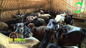 Dietele trebuie sa fie suficient de bogate in substante nutritive digerabile pentru a sprijini productia de lapte in crestere. Profit Din Cresterea Caprelor Lumea Satului Tv Youtube