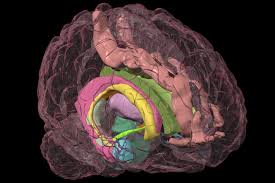 Image result for Limbic System
