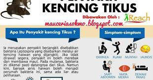 Selain rawatan biasa, pesakit 'dirawat' dengan campuran yang dibuat dari susu lembu dan air kencing. Ubat Demam Kencing Tikus Perubatan Q
