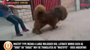 Check spelling or type a new query. Ø¯Ø± Ø§ÛŒÙ† ÙÛŒÙ„Ù… Ø¨Ø§ 10 Ø³Ú¯ Ø®Ø·Ø±Ù†Ø§Ú© Ø¯Ù†ÛŒØ§ Ø¢Ø´Ù†Ø§ Ù…ÛŒ Ø´ÙˆÛŒØ¯ Ø¯ÛŒØ¯Ø³ØªØ§Ù†