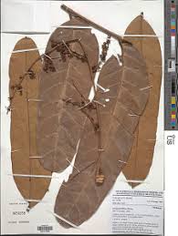 Image result for Carapa wohllebenii