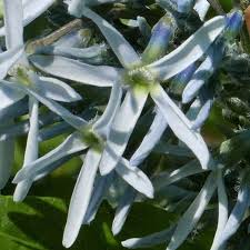 Image result for Tabernaemontana odoratissima