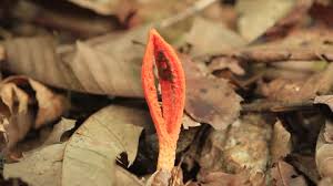 Image result for Pseudocolus schellenbergiae