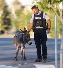 Wayward donkey reunited with owner in Okotoks - Bow Valley News