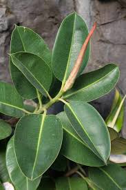 Image result for ficus elastica flower