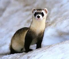 Black Footed Ferret Black Footed Ferret Was Found In Canada Is Now Become Extinct The Extinction Caused Due T Endangered Animals Like Animals Rare Animals
