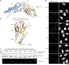 Some companies recommend the use of 405 fluors with dapi filter sets, while others do not. Nanobodies Site Specific Labeling For Super Resolution Imaging Rapid Epitope Mapping And Native Protein Complex Isolation Elife