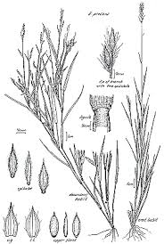 Image result for Eriochloa procera