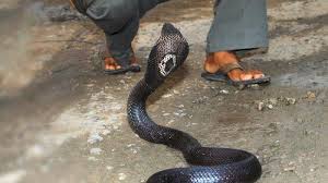 Arti mimpi digigit ular ini merupakan mimpi yang sering terjadi dan kerap membawa ketakutan. Anda Pernah Mimpi Digigit Ular Inilah Arti Mimpi Tentang Ular Menurut Primbon Jawa Tribun Cirebon