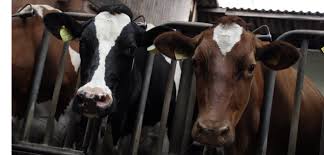 Gratis Afbeeldingen : farm, eten, weide, koeien, kraam, zuivel, Nedersaksen, Veeteelt, melkkoe, bio-industrie, vee zoogdier 2638x1266 - - 920180 - Mooie Afbeeldingen - PxHere