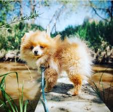 Pomeranian Dog Breed Information Cute Animals Cute Dogs Dog Breeds