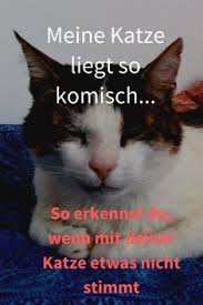 Du Machst Dir Sorgen Weil Deine Katze Anders Sitzt Oder Liegt Als Sonst Du Verstehst Nicht Was Diese Haltung Be Katzen Korpersprache Katzen Erziehen Komisch