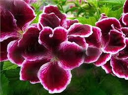 Experts in cultural weddings, including indian, persian, and jewish traditions. 30 Pcs Geranium Seeds Perennial Geranium Flower Seeds Pelargonium Flowers Garden Seeds Buy Online In India At Desertcart In Productid 143757890