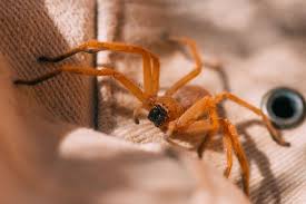 Only two varieties of north american spiders are poisonous: Eliminating Hobo Spiders Infestations