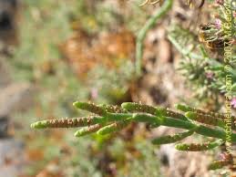 Image result for Sarcocornia natalensis