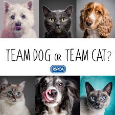 Are You Team Dog Or Team Cat Ray Lowe Studios
