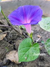 Image result for Ipomoea parasitica