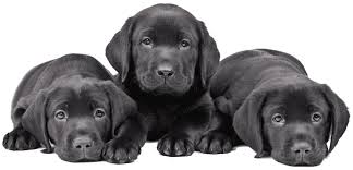 Favorite this post jul 11 Dogs And Puppies For Sale In Orlando Florida Breeder S Pick